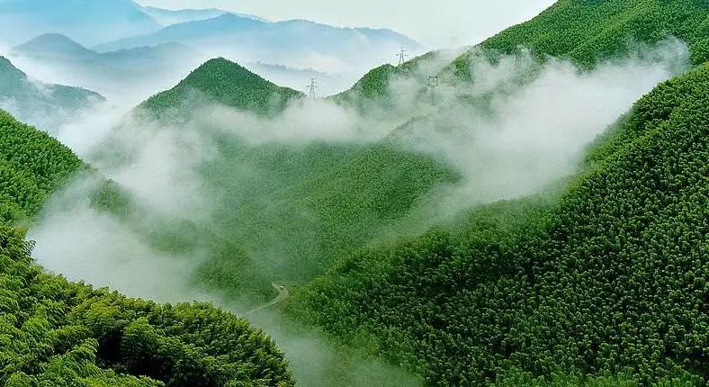 花園餐廳 | 以黑胡桃詮釋工筆花鳥里的婉約審美插圖 花園餐廳 | 以黑胡桃詮釋工筆花鳥里的婉約審美插圖